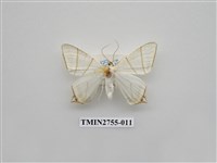 藏品(尺蛾324)的圖片